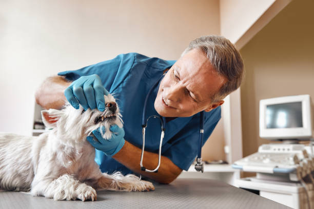 Best Emergency Wisdom Tooth Extraction in Wollochet, WA